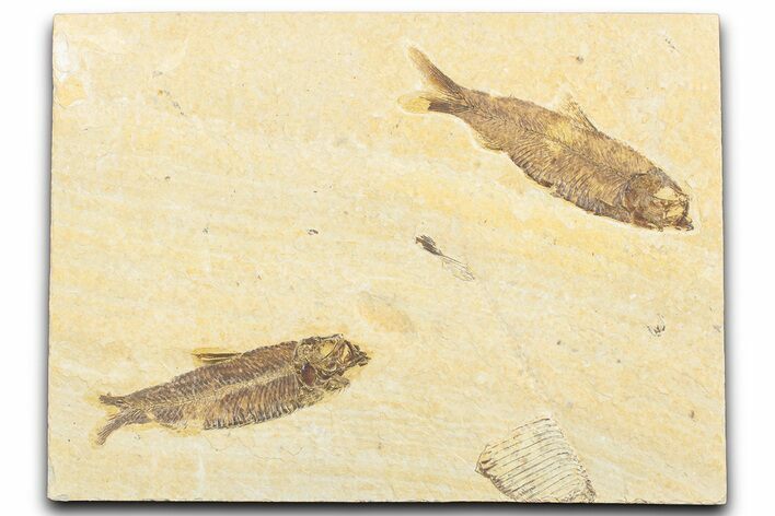 Limestone with Two Fossil Fish (Knightia) - Wyoming #346950